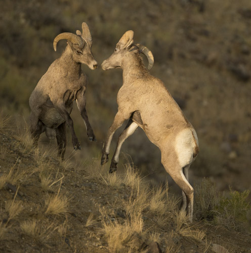 bighorn